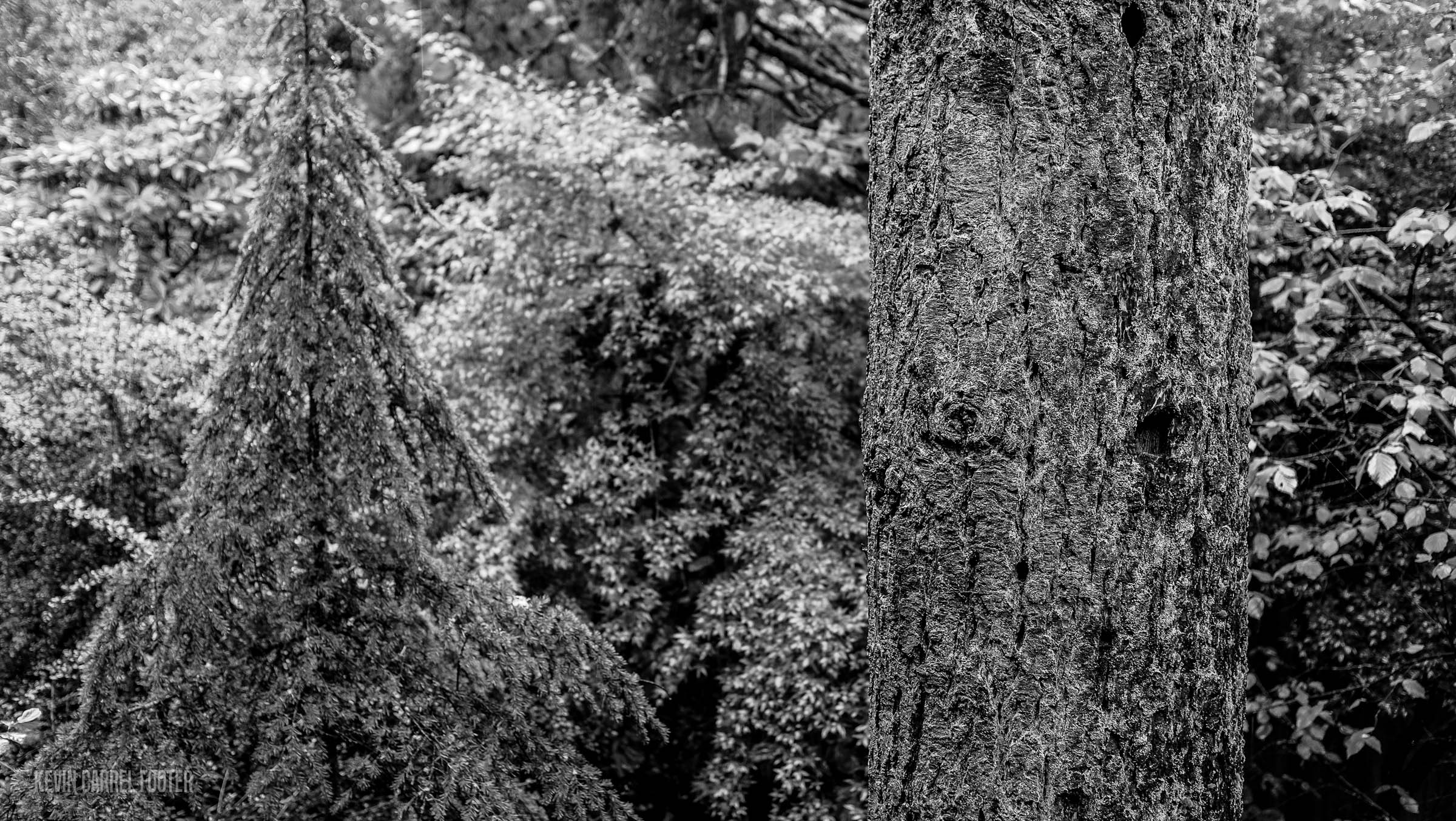 Trees in the rain